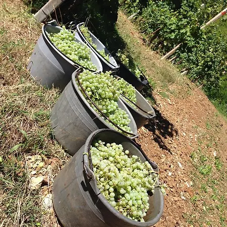 Azienda Agricola Campion Farm stay