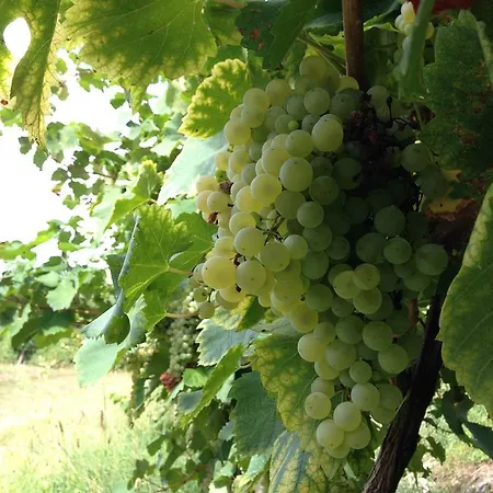 Azienda Agricola Campion Valdobbiadene