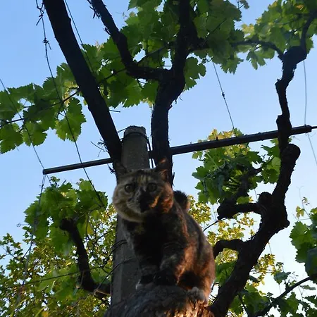 Azienda Agricola Campion Farm stay *