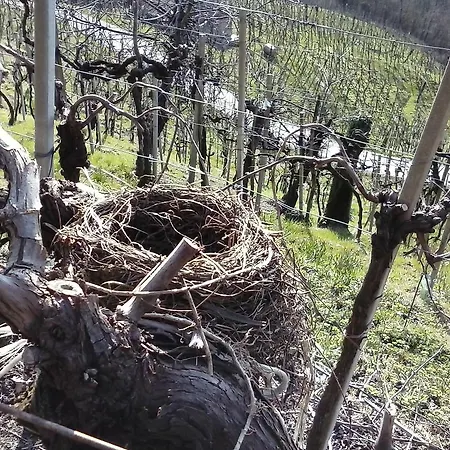 Alloggio per agriturismo Azienda Agricola Campion *
